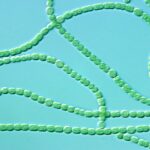 Natural sunscreen ingredients